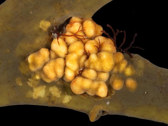Halenchus fucicola nematode causing seaweed galls Ascophyllum nodosum Egg Knotted Wrack Nematode images